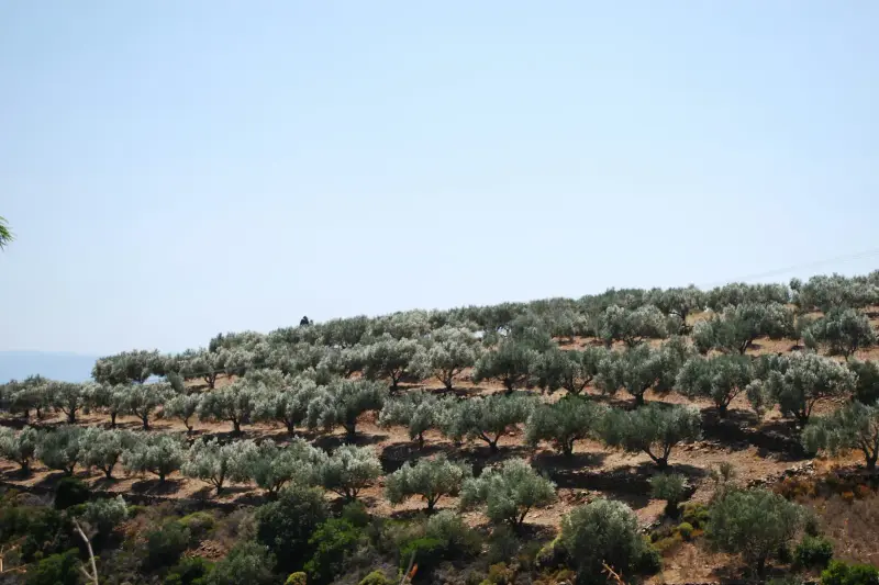 Rows of silvery-leaved olive trees terracing a dry hillside under a hazy sky
