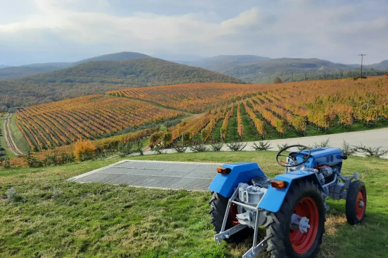 Rows of vines turning autumn gold across a hillside vineyard, with a small blue tractor parked in the foreground and hills beyond